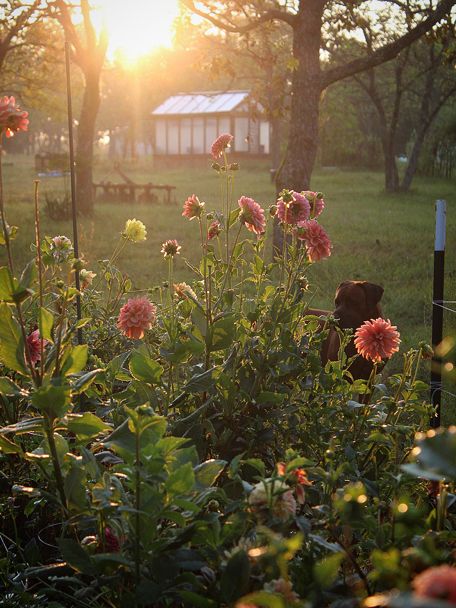 Dahlia Tubers – Page 2 – Kaolin Flowers and Farm