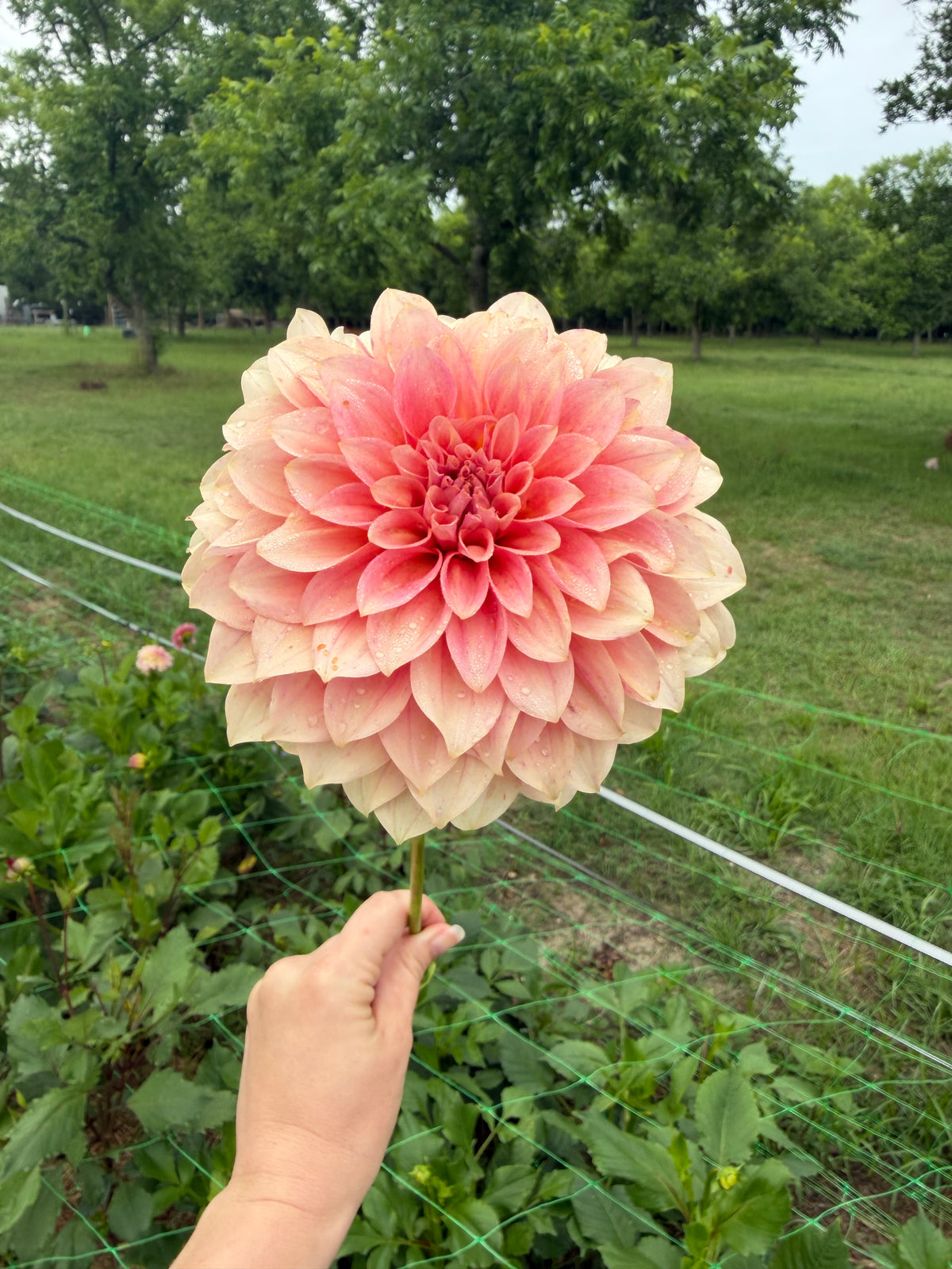 RM Peachy Pink Cutting