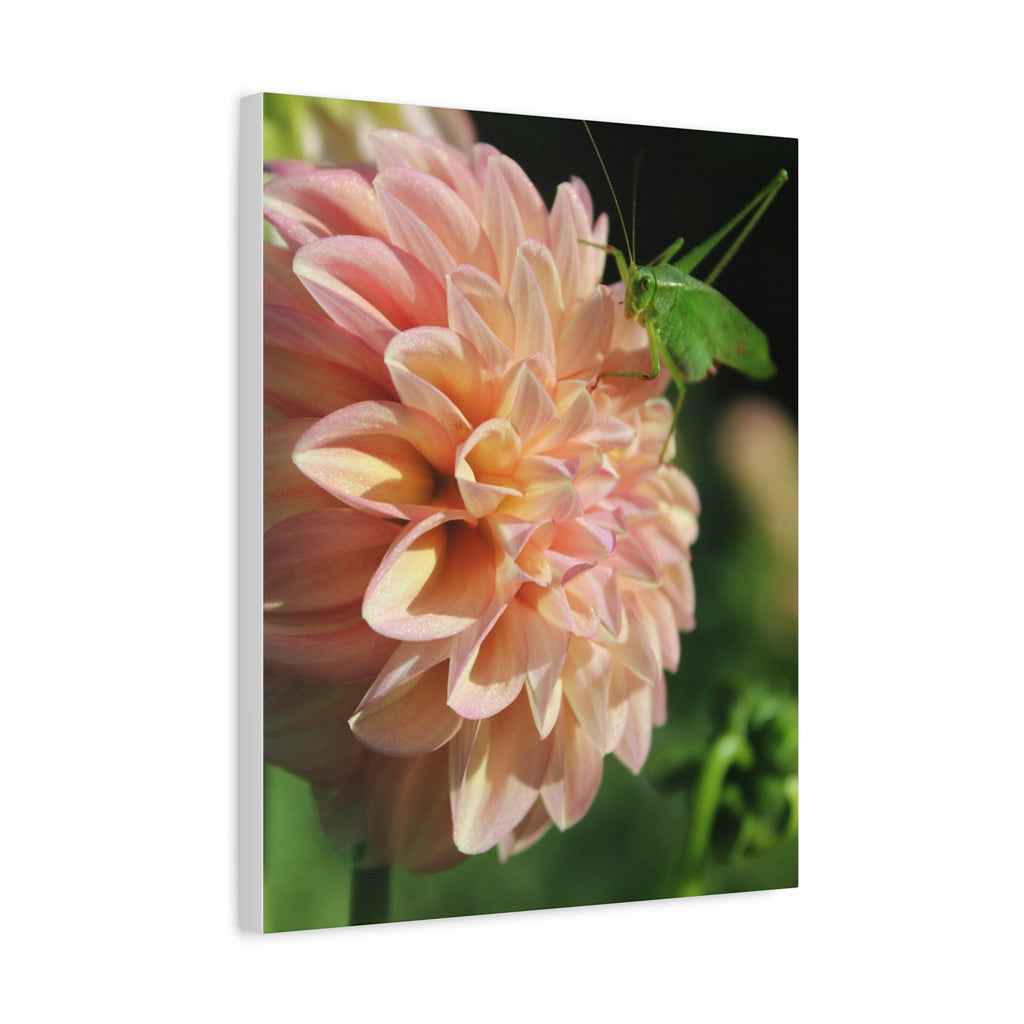 Dahlia and the Katydid