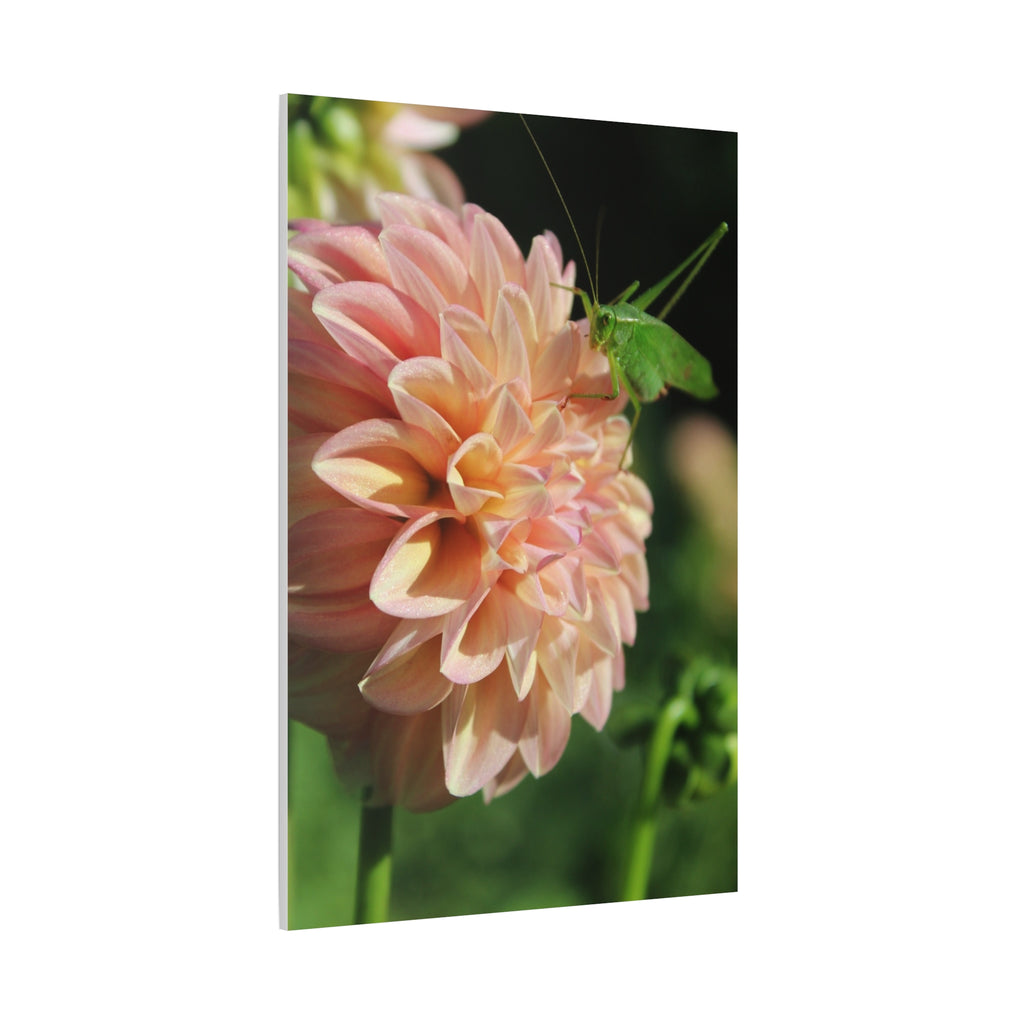 Dahlia and the Katydid