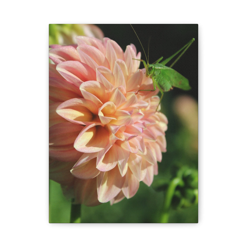 Dahlia and the Katydid