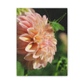 Dahlia and the Katydid