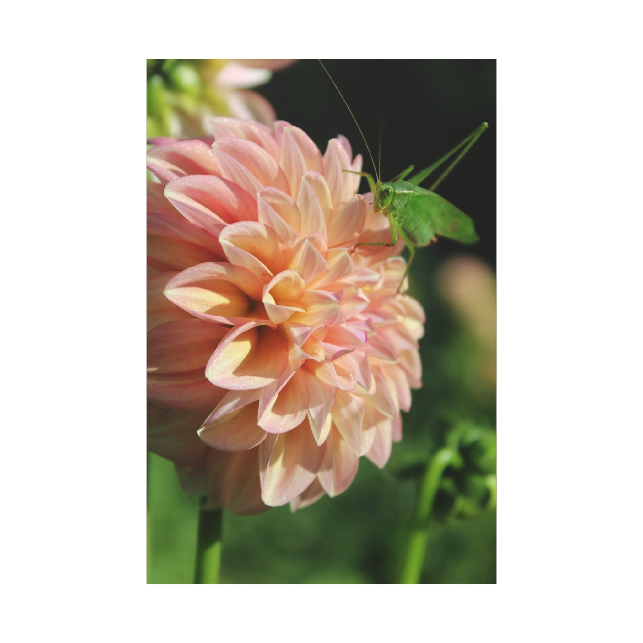 Dahlia and the Katydid