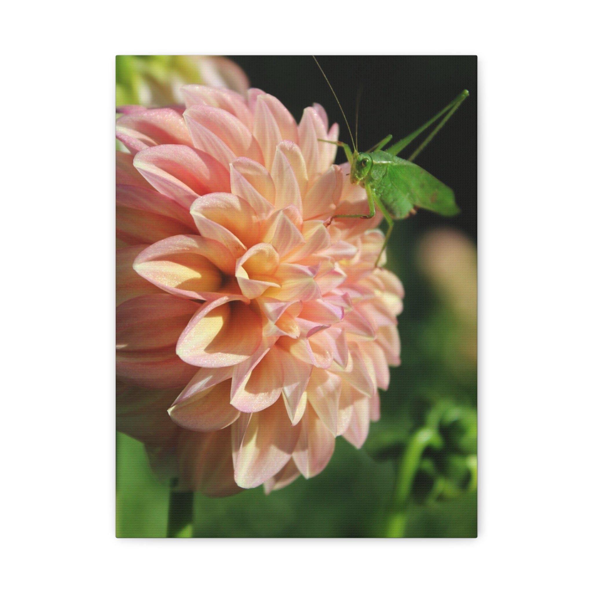 Dahlia and the Katydid