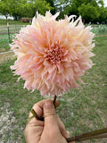 Lee's Pink Grapefruit Cutting
