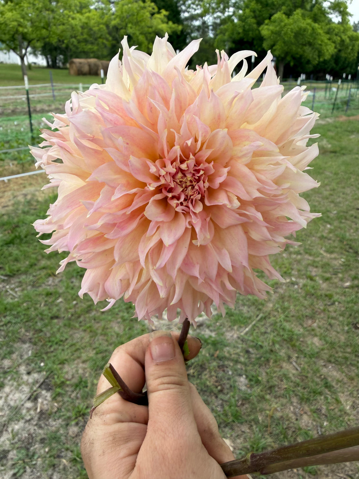 Lee's Pink Grapefruit Cutting
