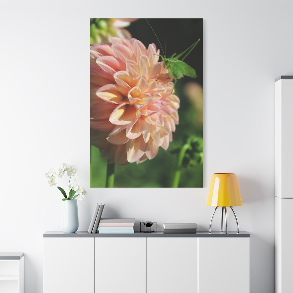 Dahlia and the Katydid