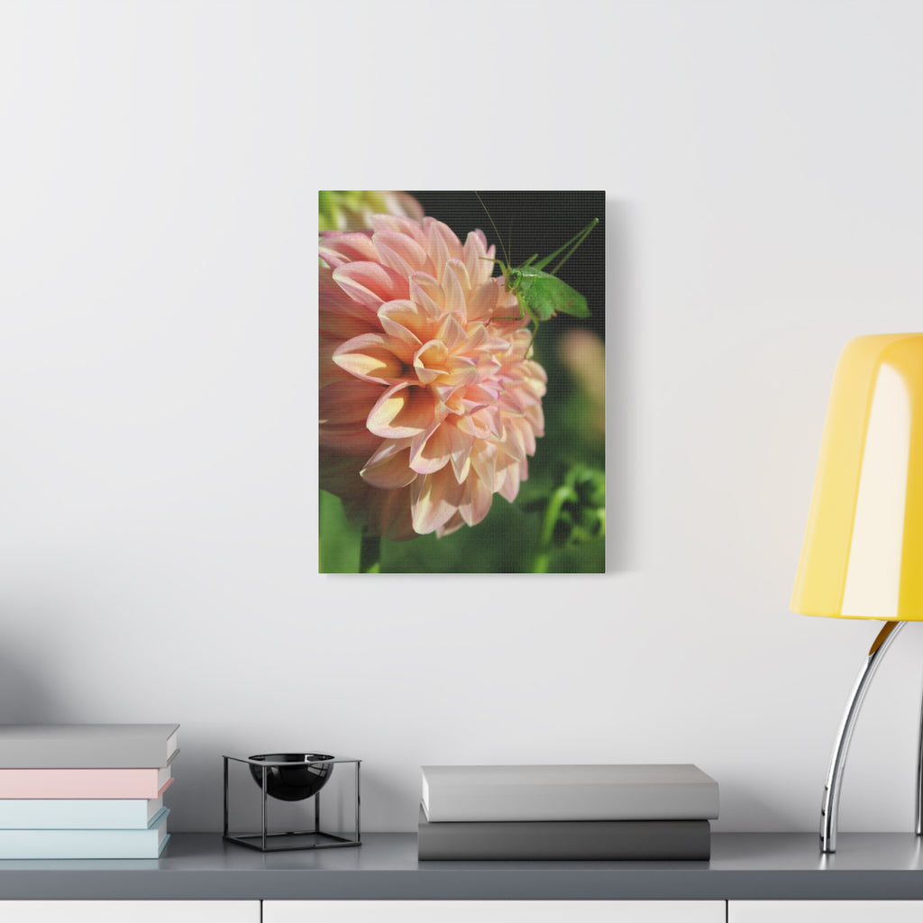 Dahlia and the Katydid