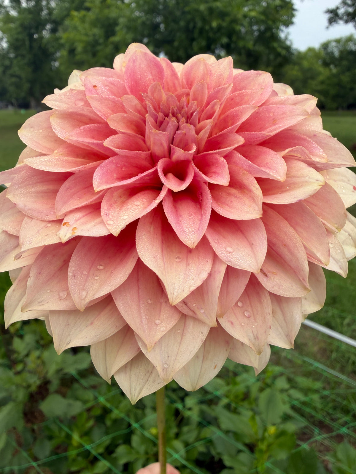 RM Peachy Pink Cutting