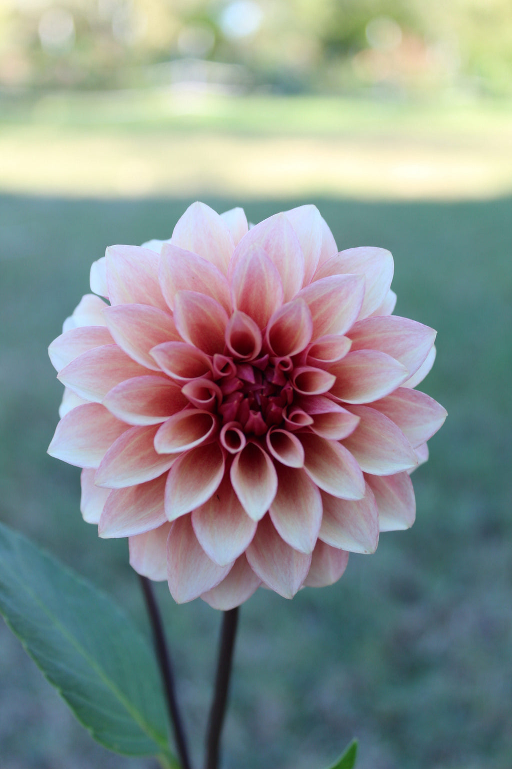 RM Rose Gold Cutting