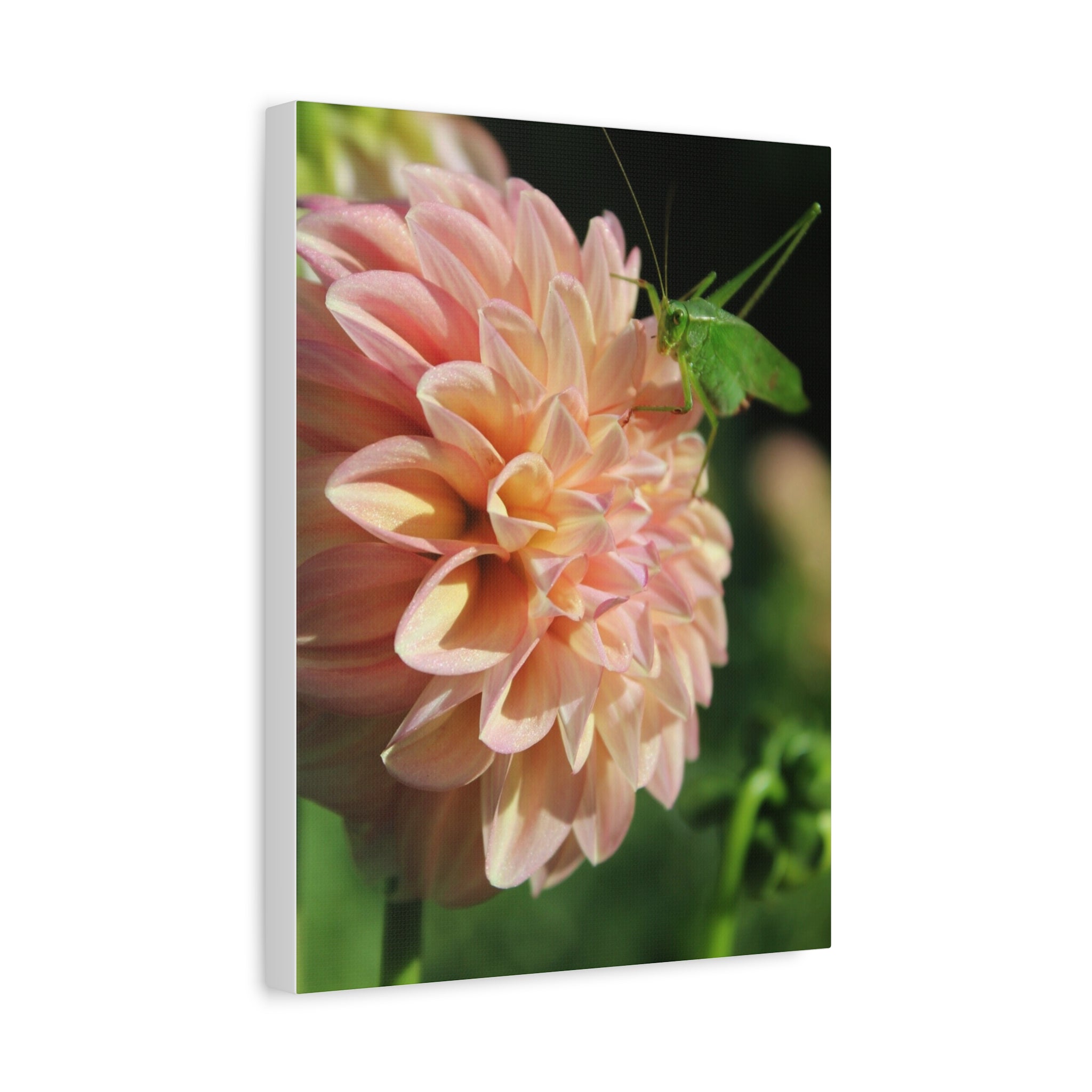 Dahlia and the Katydid