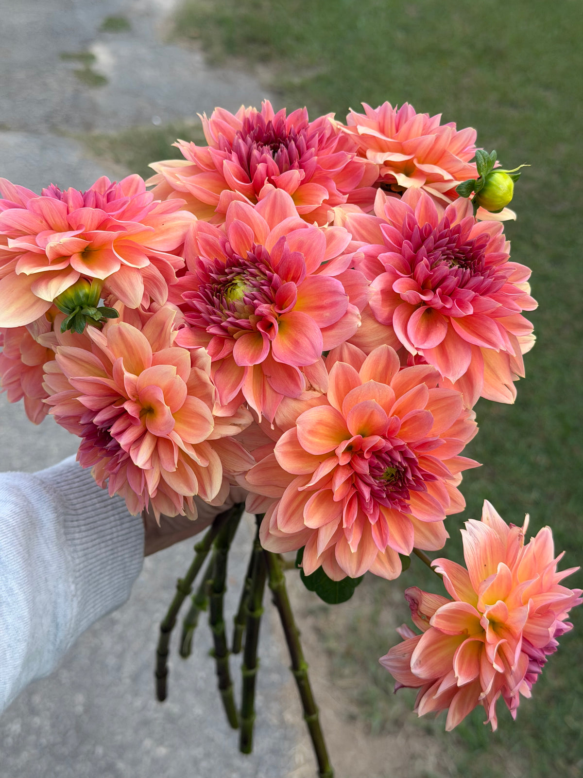 KA's® Sunny Cove Cutting