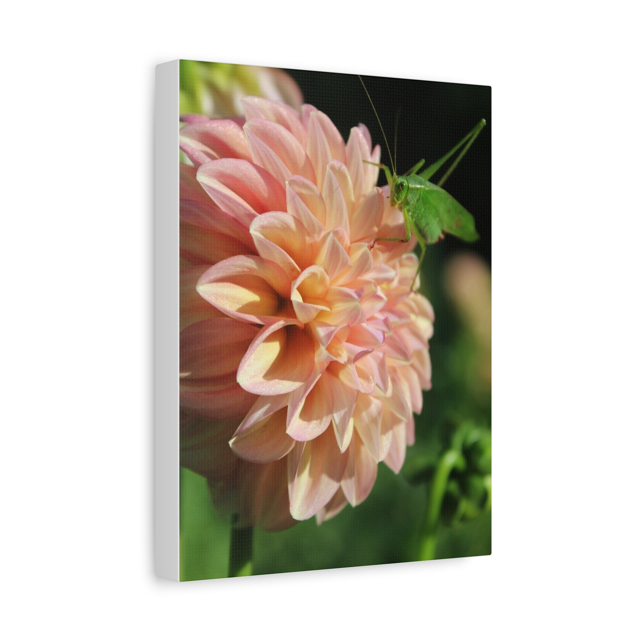 Dahlia and the Katydid