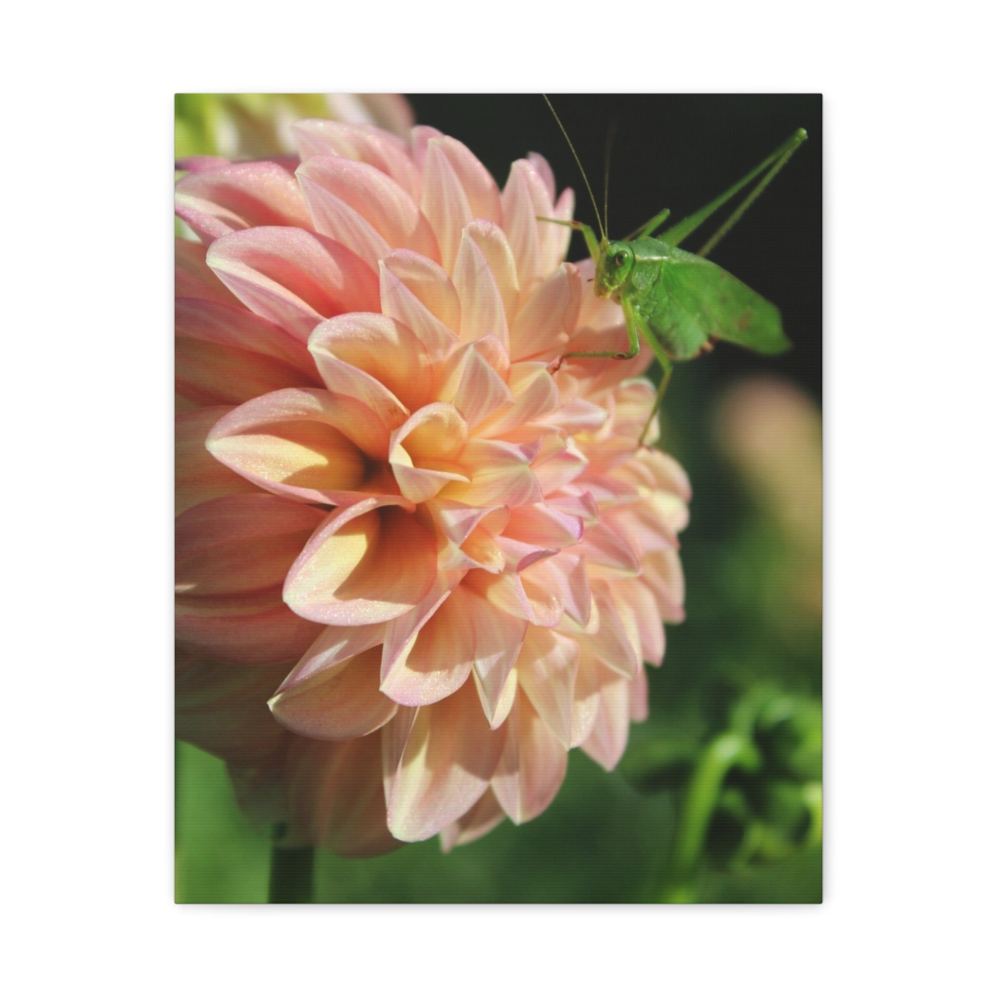 Dahlia and the Katydid