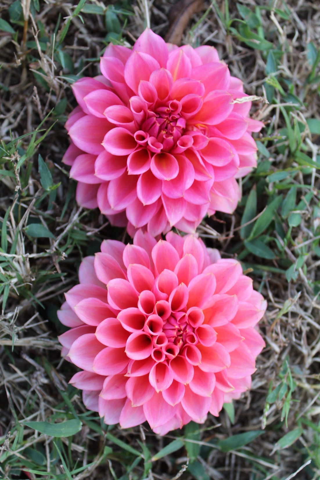 RM Pink Sugar Cutting