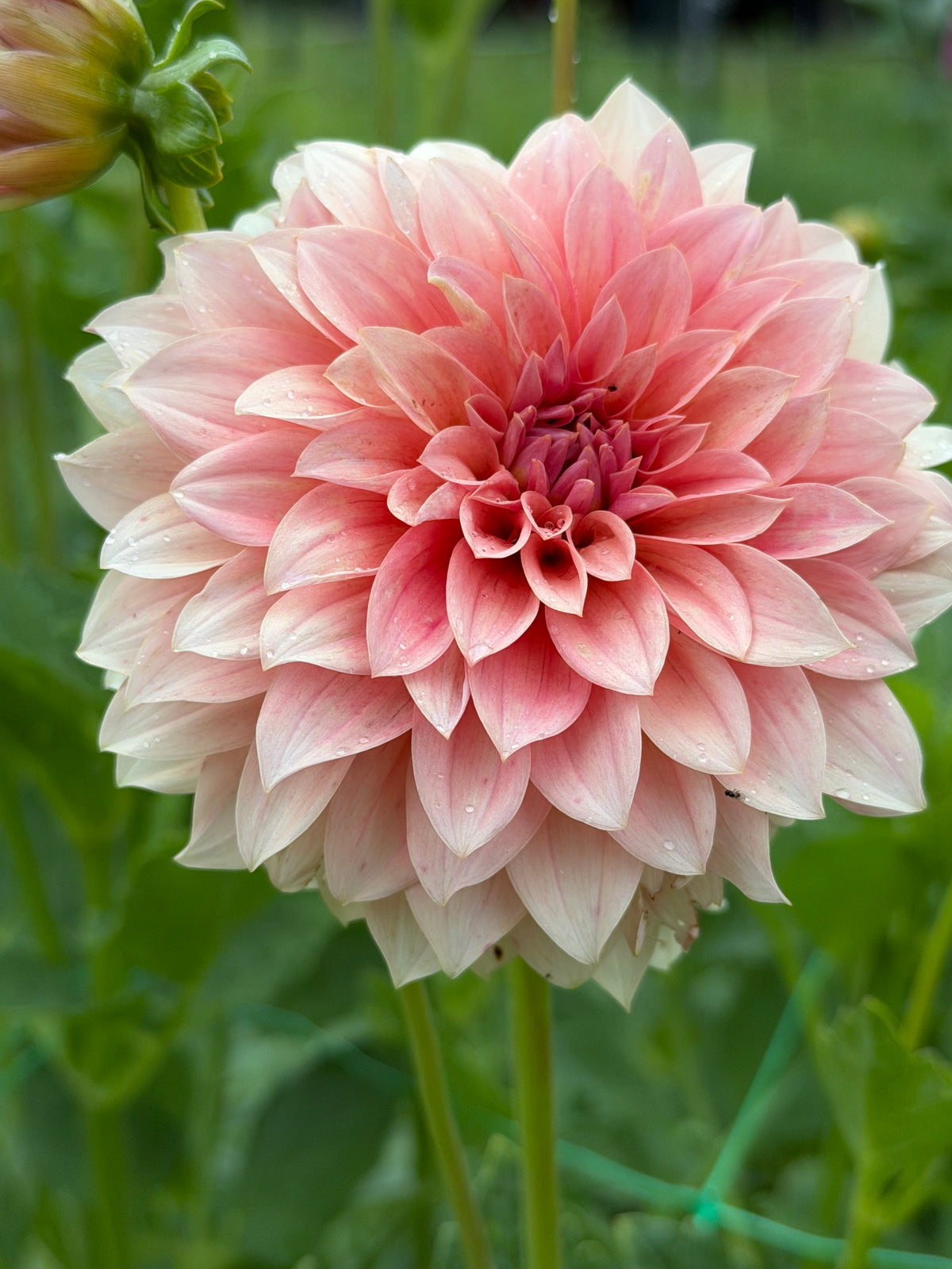 RM Peachy Pink Cutting