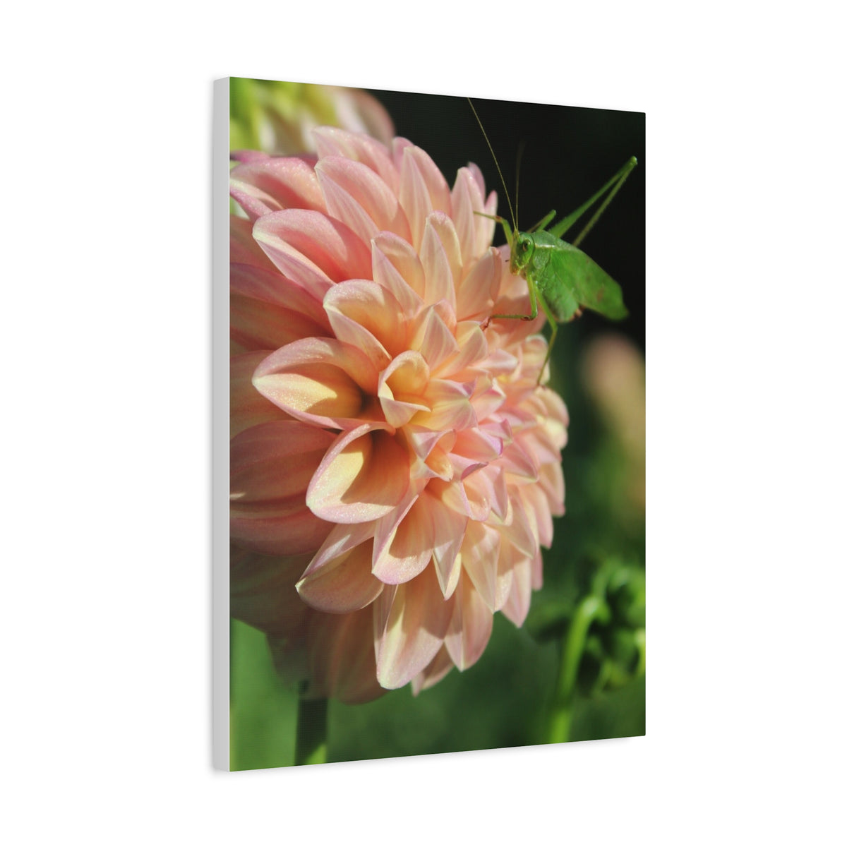 Dahlia and the Katydid