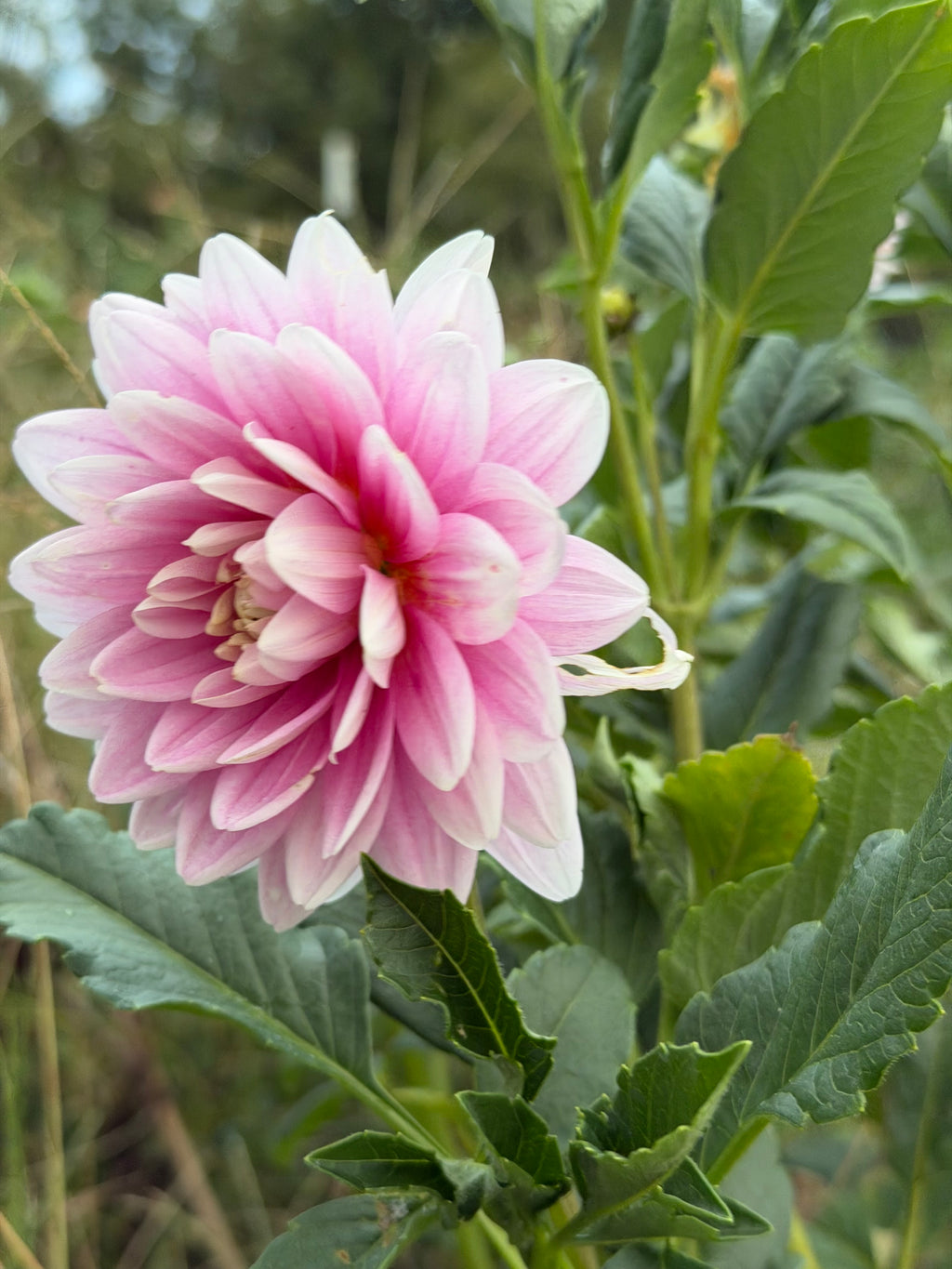 Hollyhill Pink Parfait Cutting