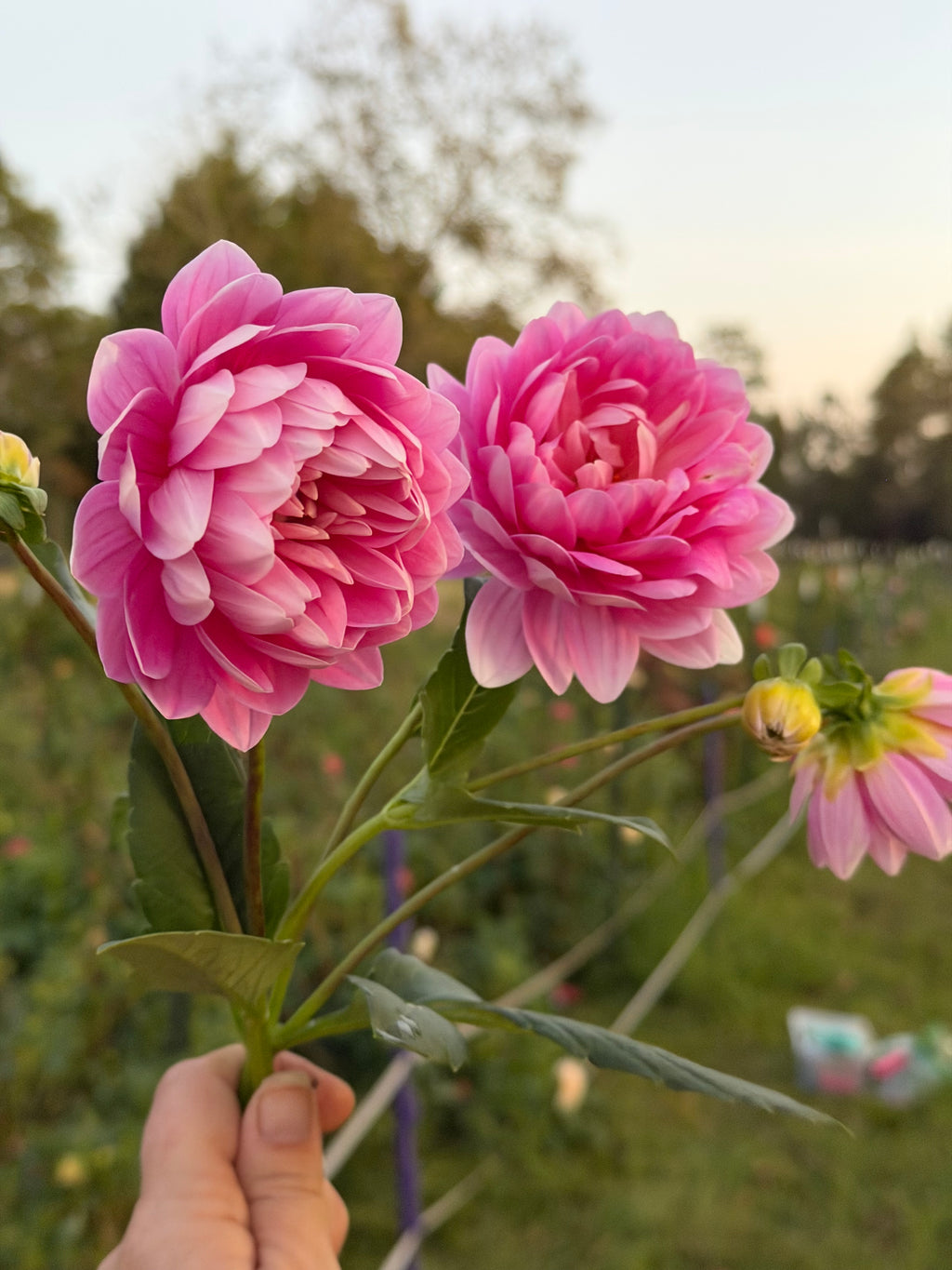 Hollyhill Pink Parfait Cutting