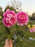 Hollyhill Pink Parfait Cutting