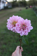 RM Sugar Plum Fairy Cutting