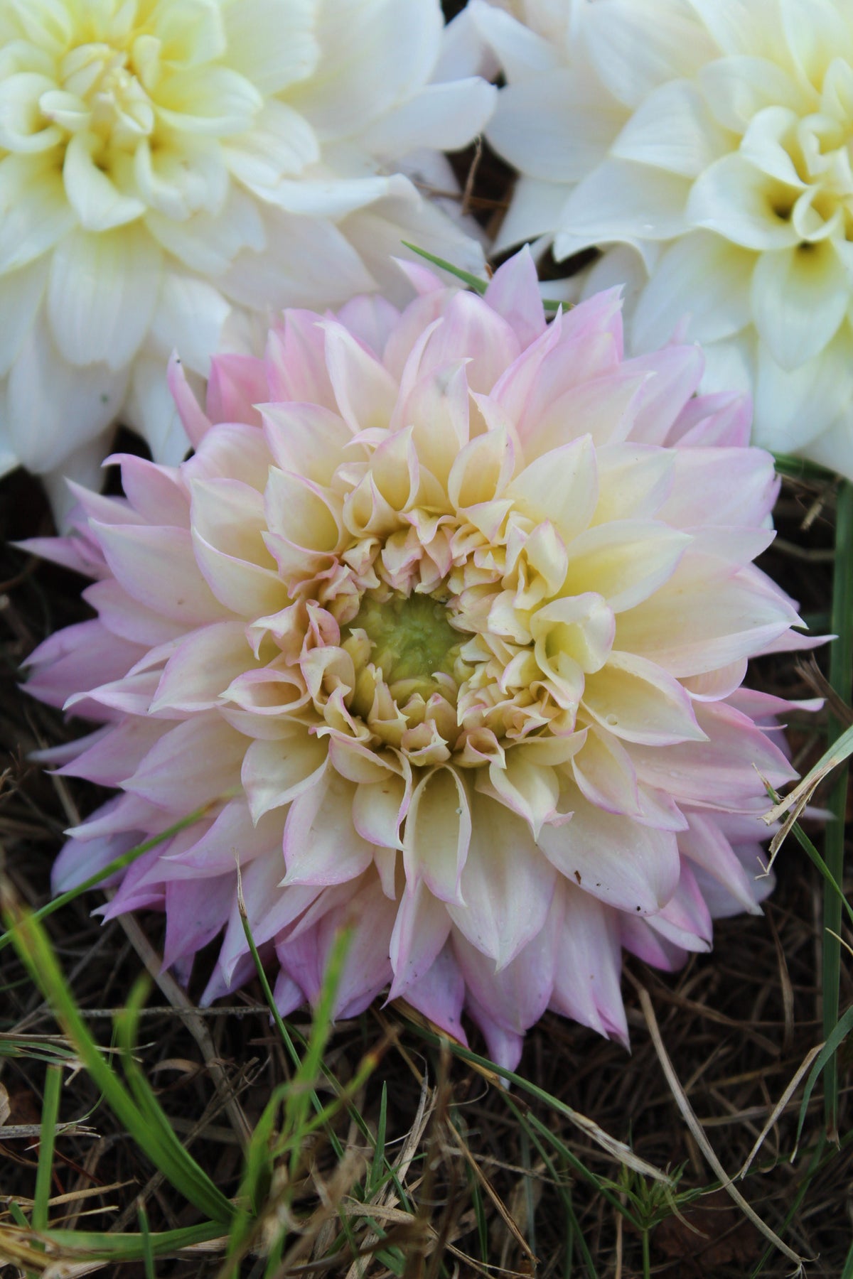 Lee's Coquette Cutting