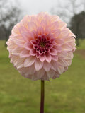 Araluen Leatrice Cutting