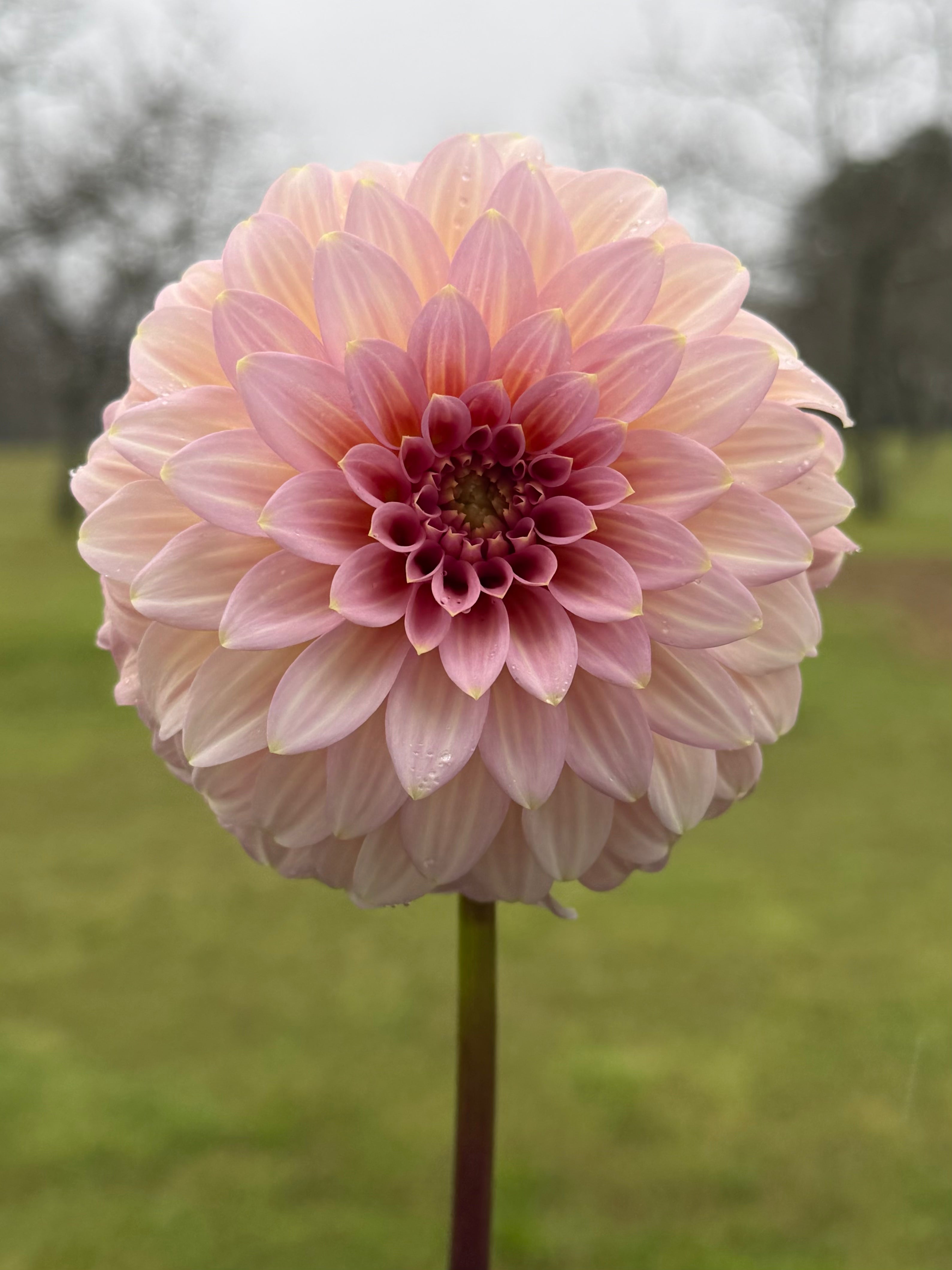 Araluen Leatrice Cutting