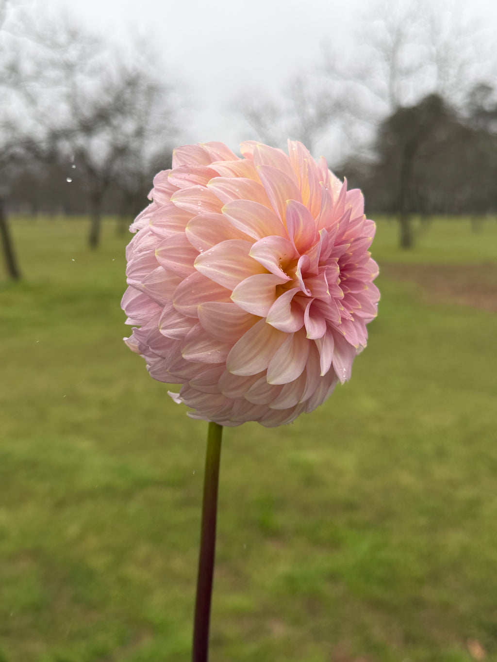 Araluen Leatrice Cutting