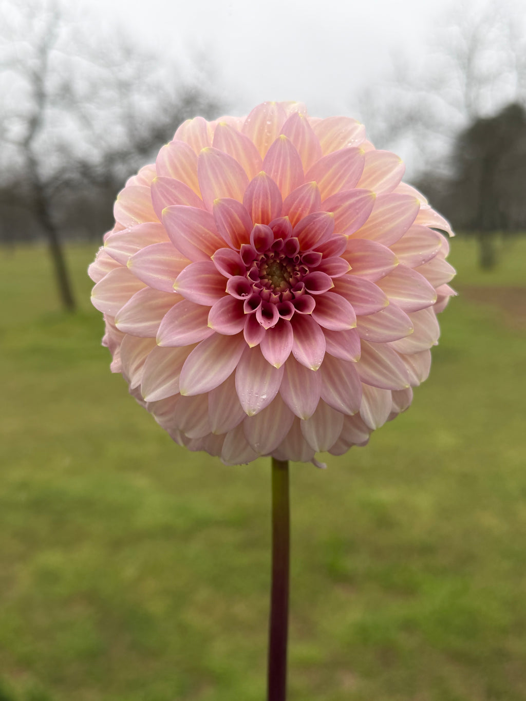 Araluen Leatrice Cutting