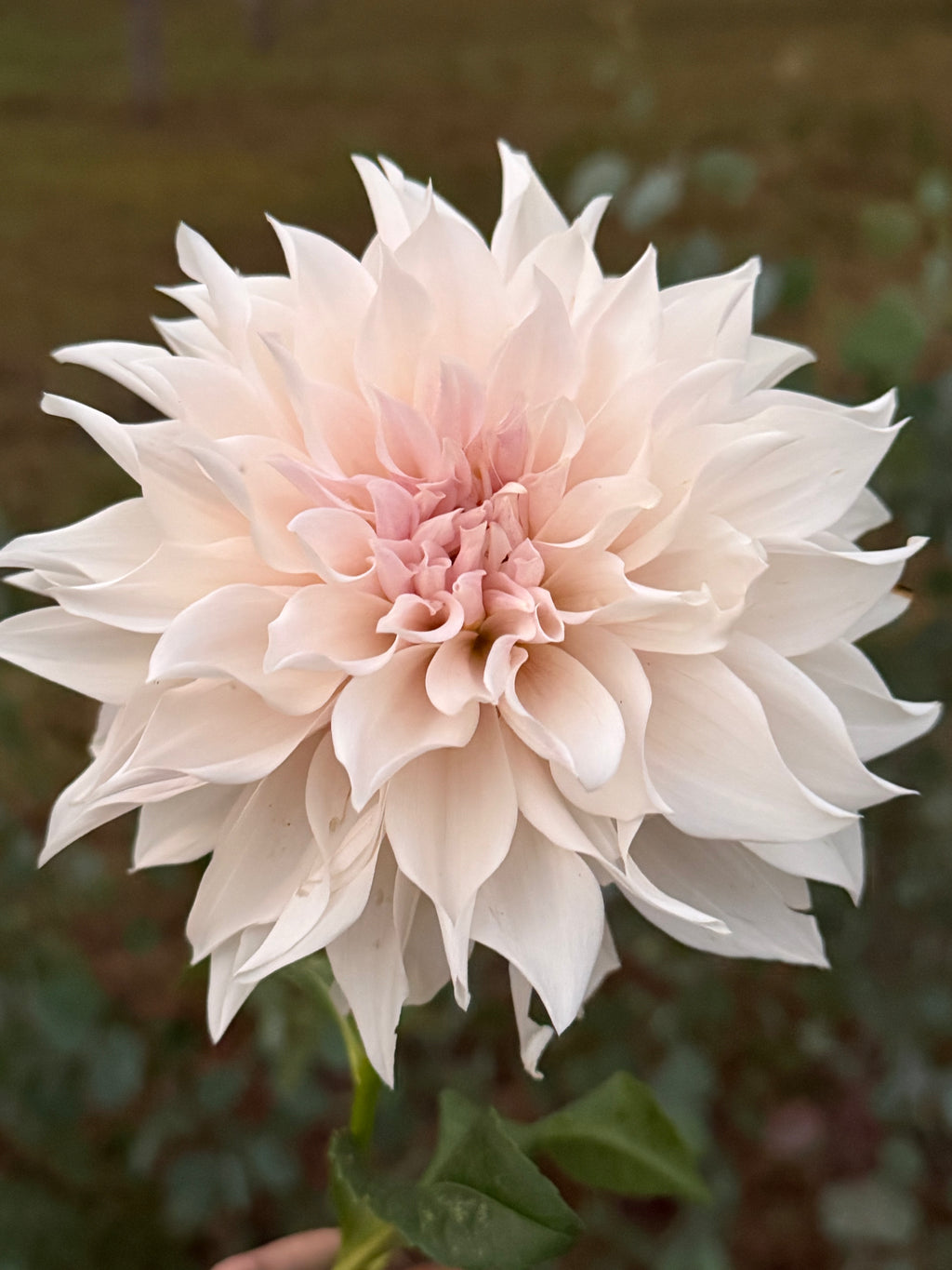 KA's® Lavender Blush Cutting