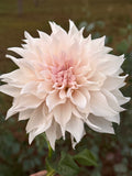 KA's® Lavender Blush Cutting