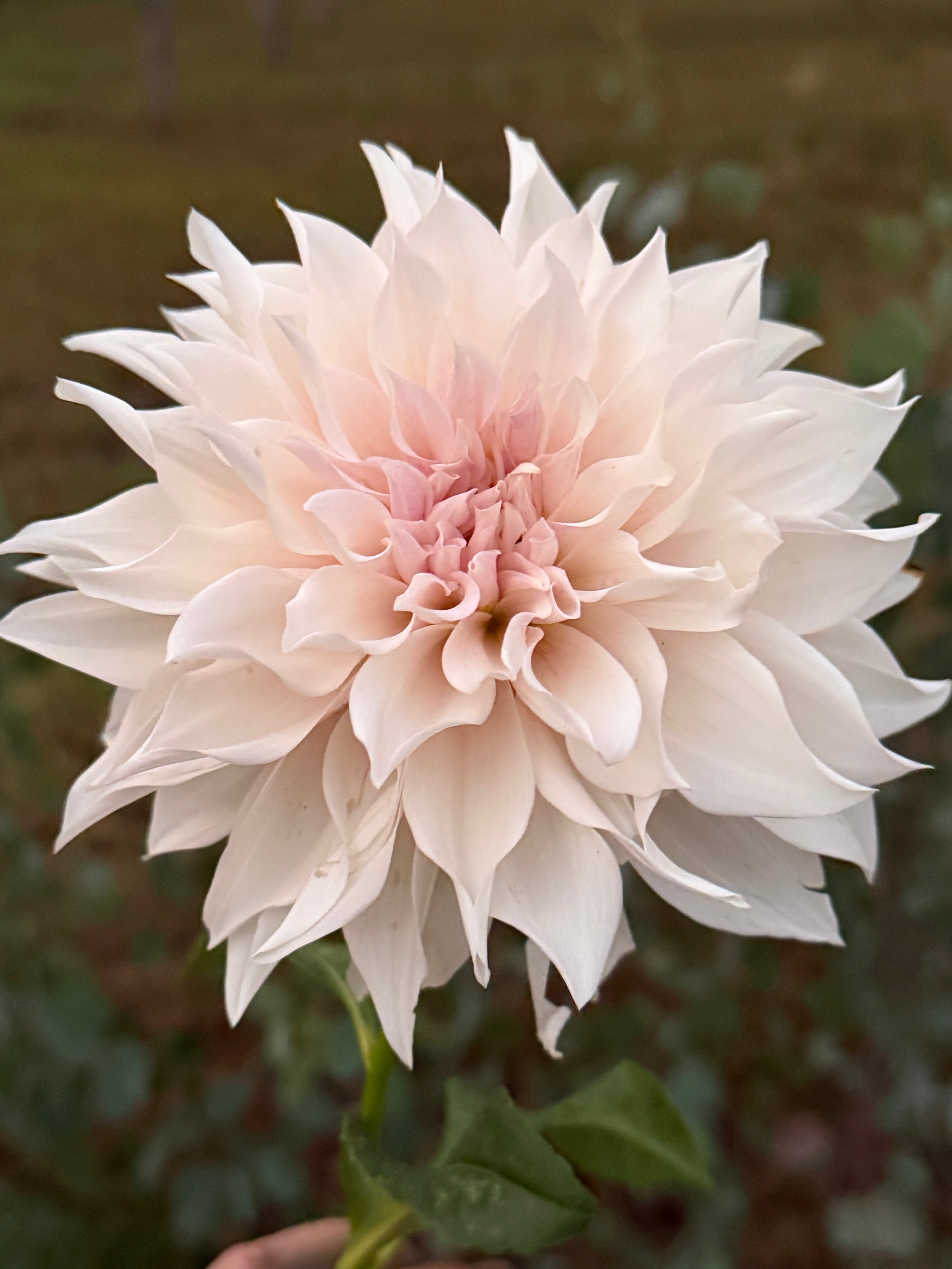 KA's® Lavender Blush Cutting