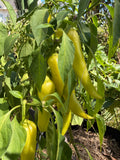 Pepper Plants