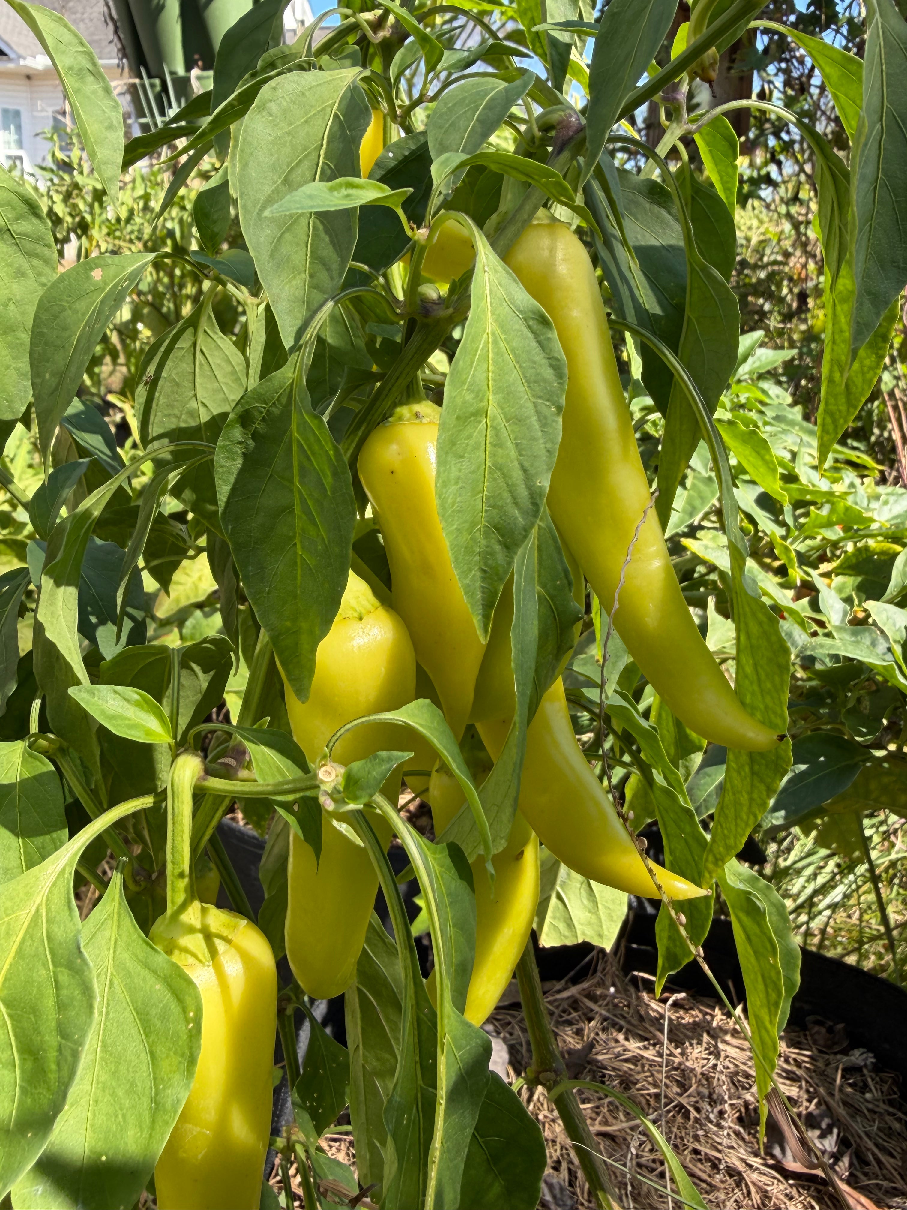 Pepper Plants