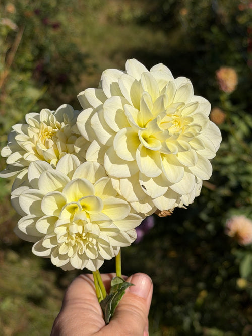 Caramel Antique