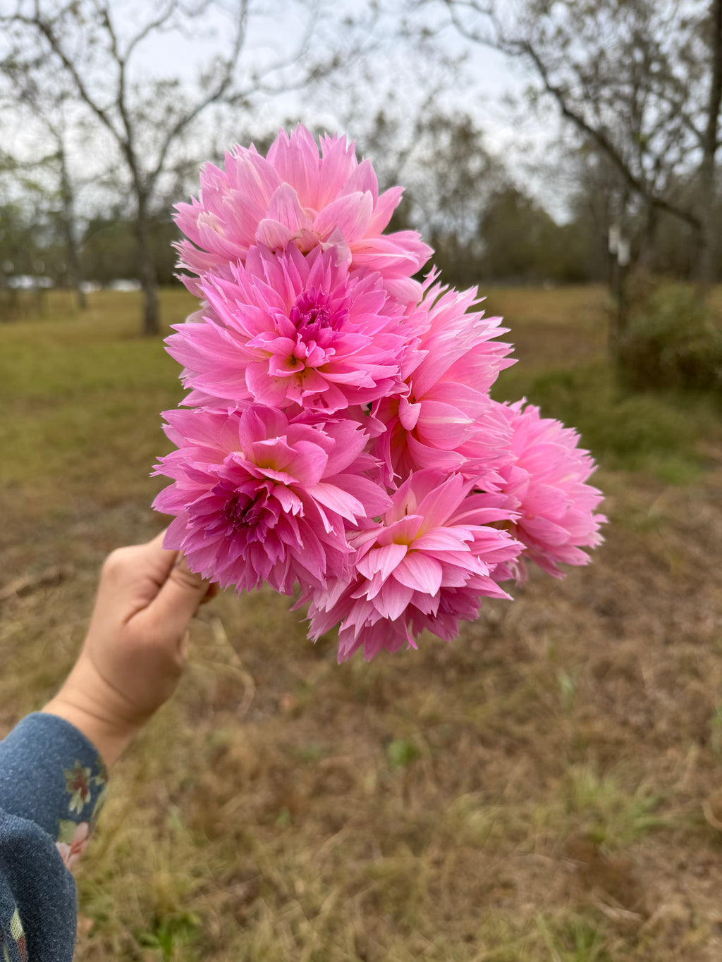 Lee's Dragonfruit Fizz Cutting