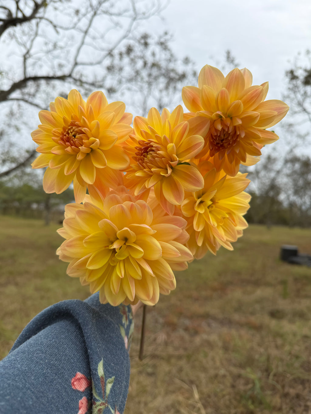 Lee's Lotusland Cutting