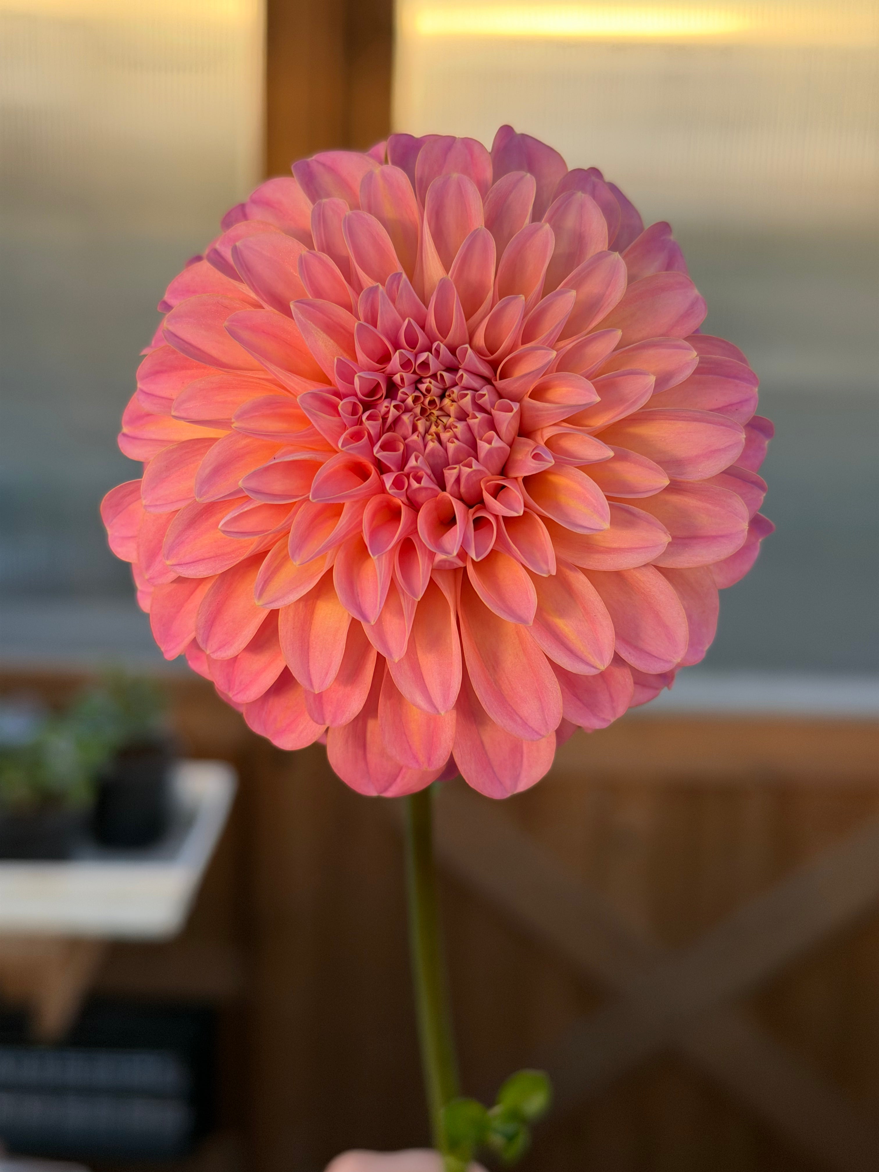 Coorabell Moonglow Cutting