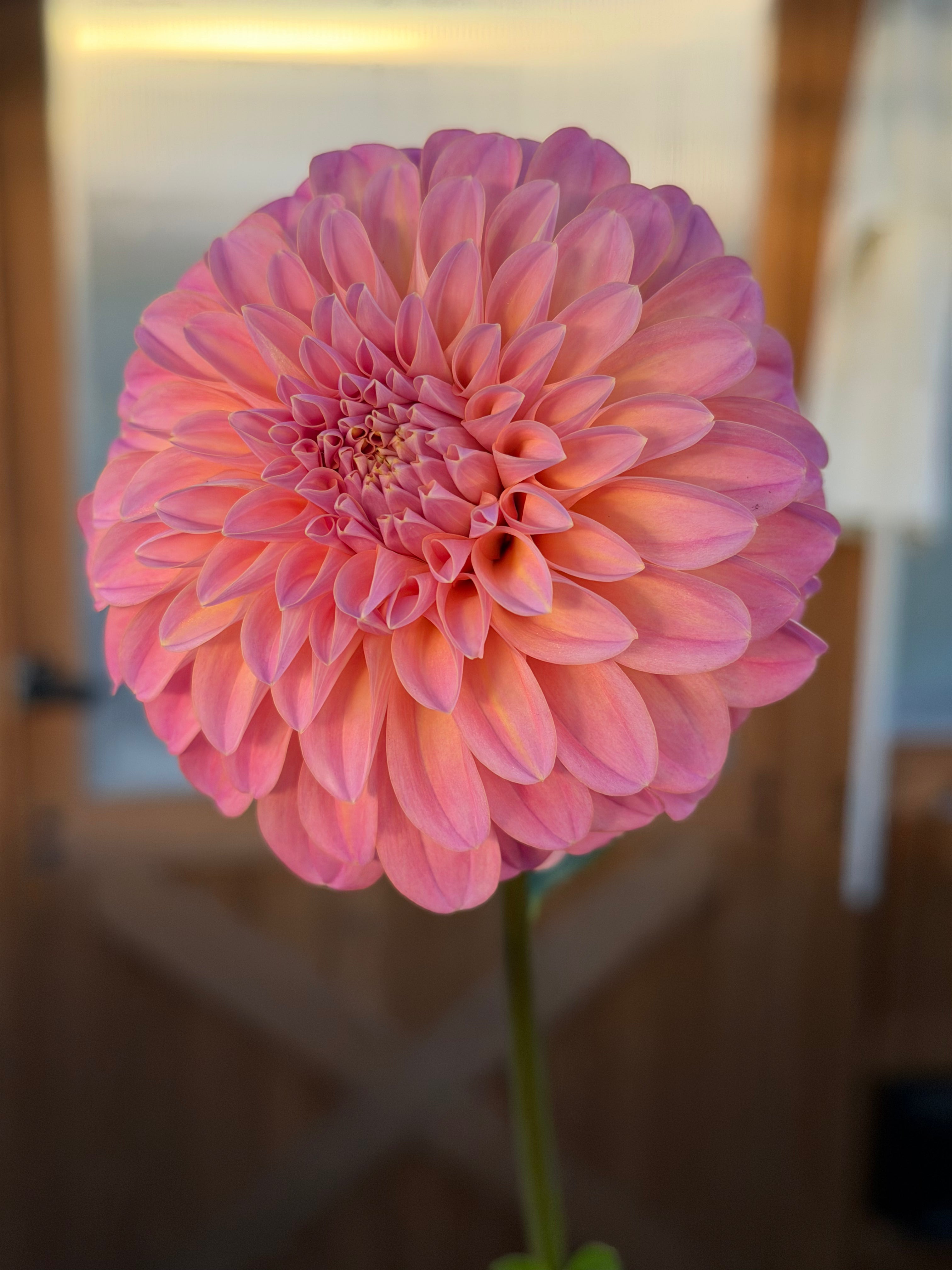 Coorabell Moonglow Cutting