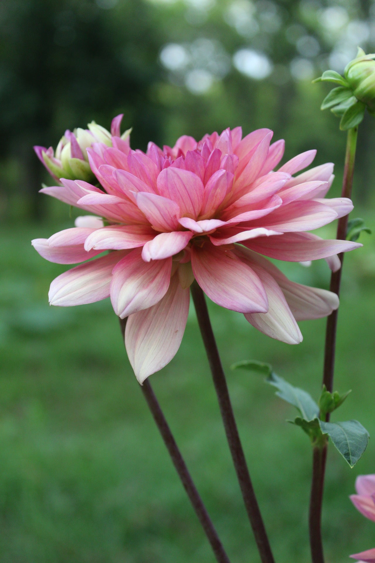 Chateau De La Bourdaisiere Cutting