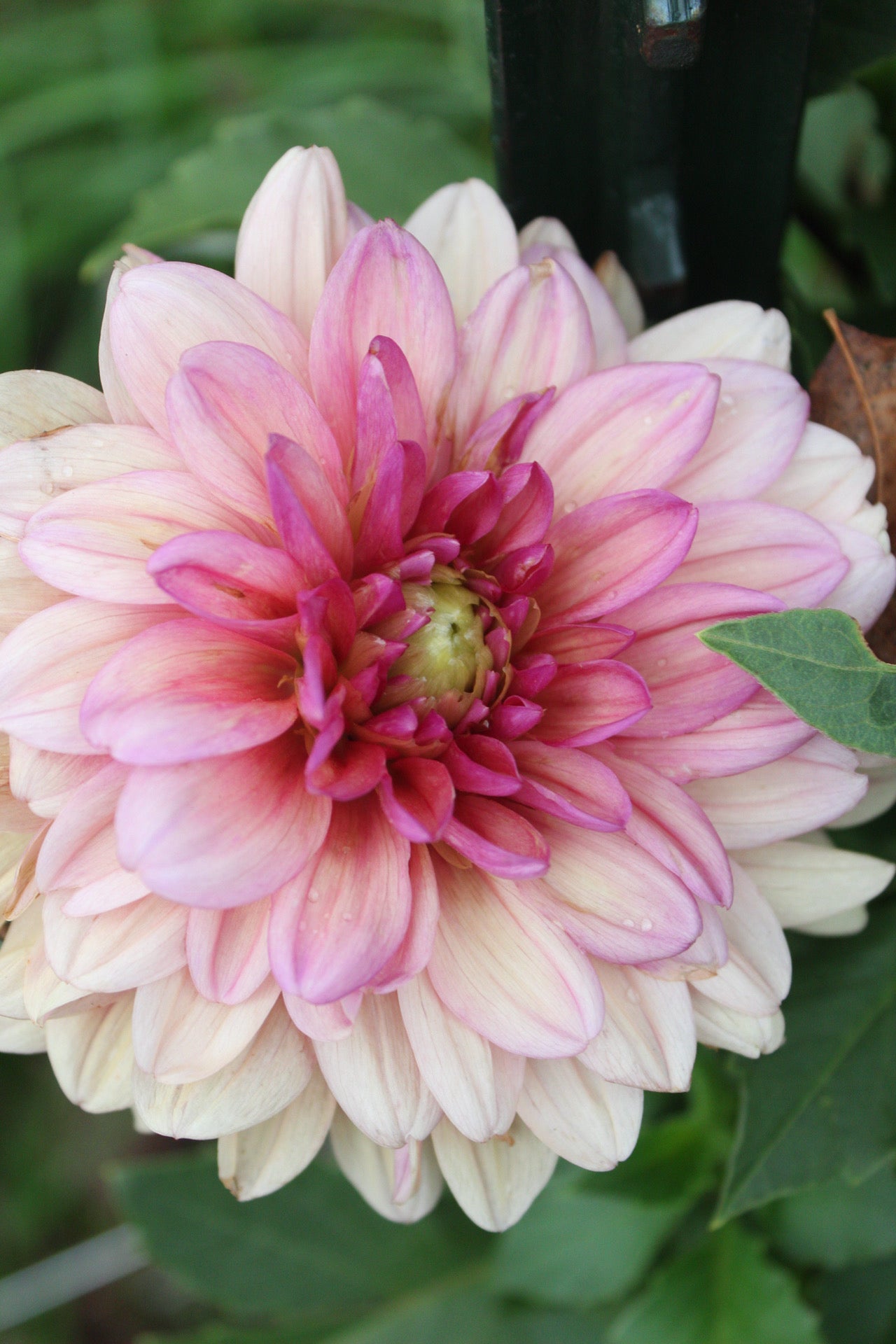 Chateau De La Bourdaisiere Cutting