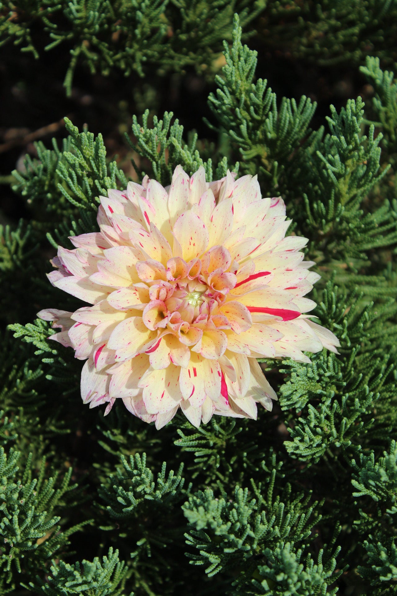 Carmen Fiesta Cutting