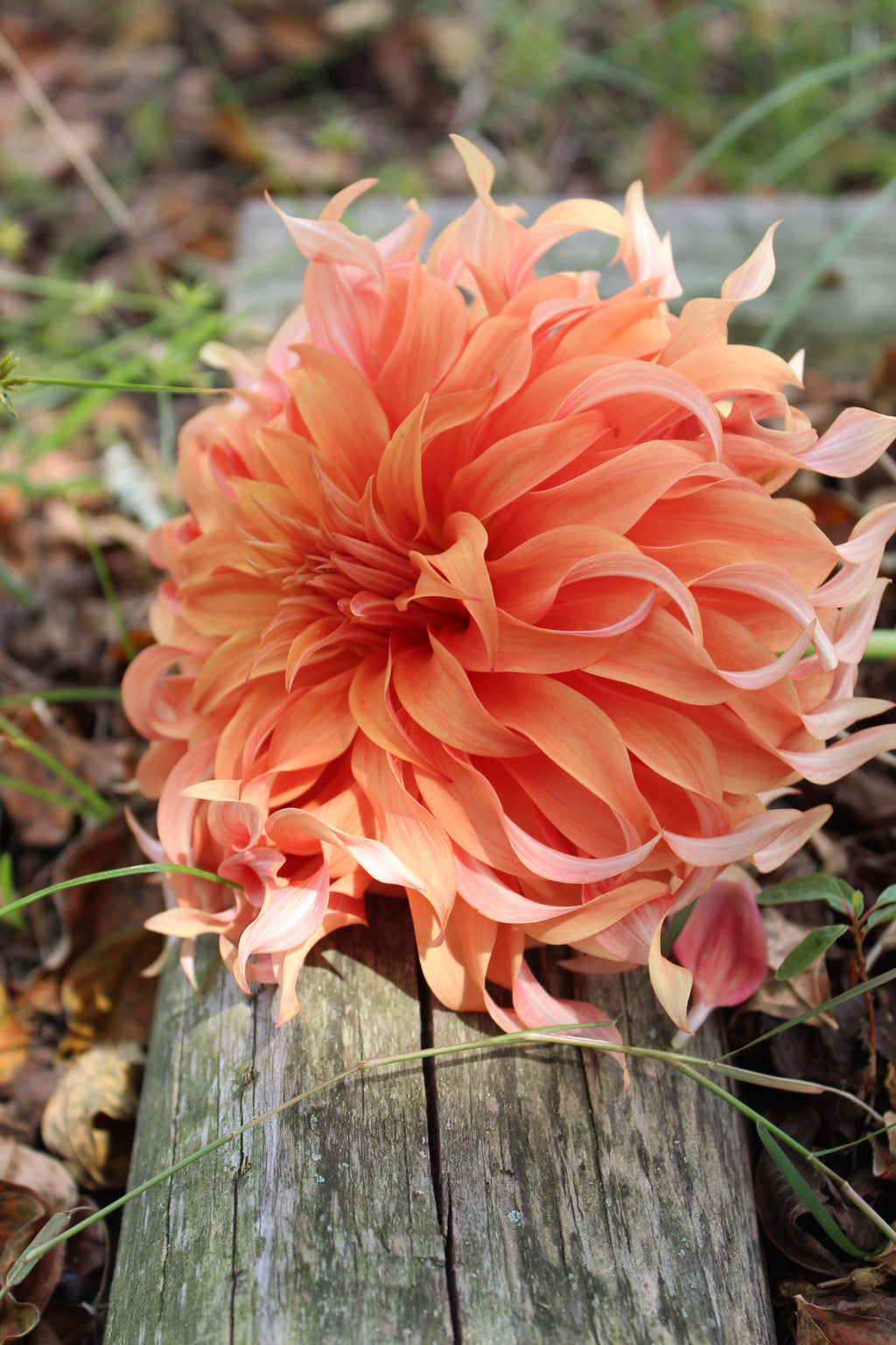 Bloomquist Jean Cutting