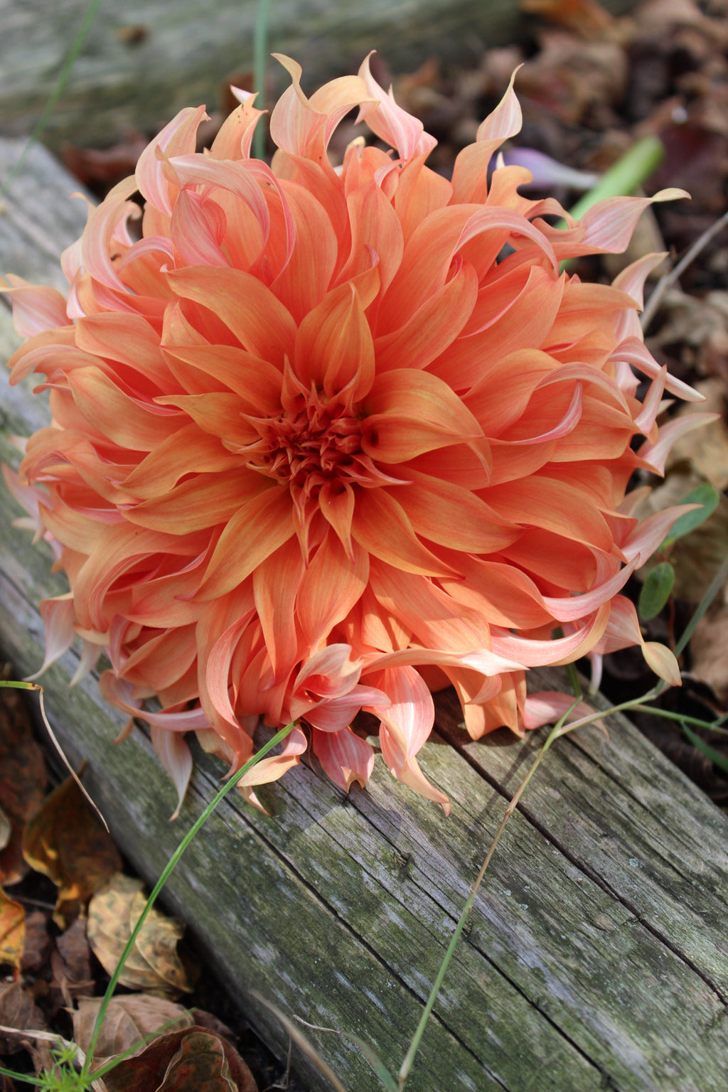 Bloomquist Jean Cutting