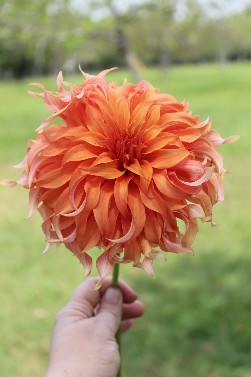 Bloomquist Jean Cutting