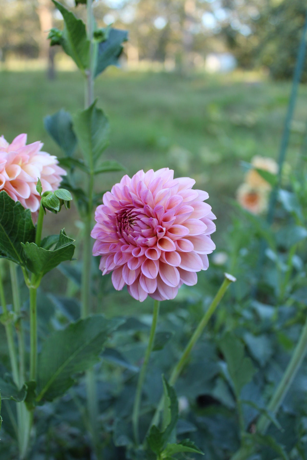 Westerton Pearl Cutting