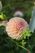 KA's® Cinder Rose Cutting Bundle