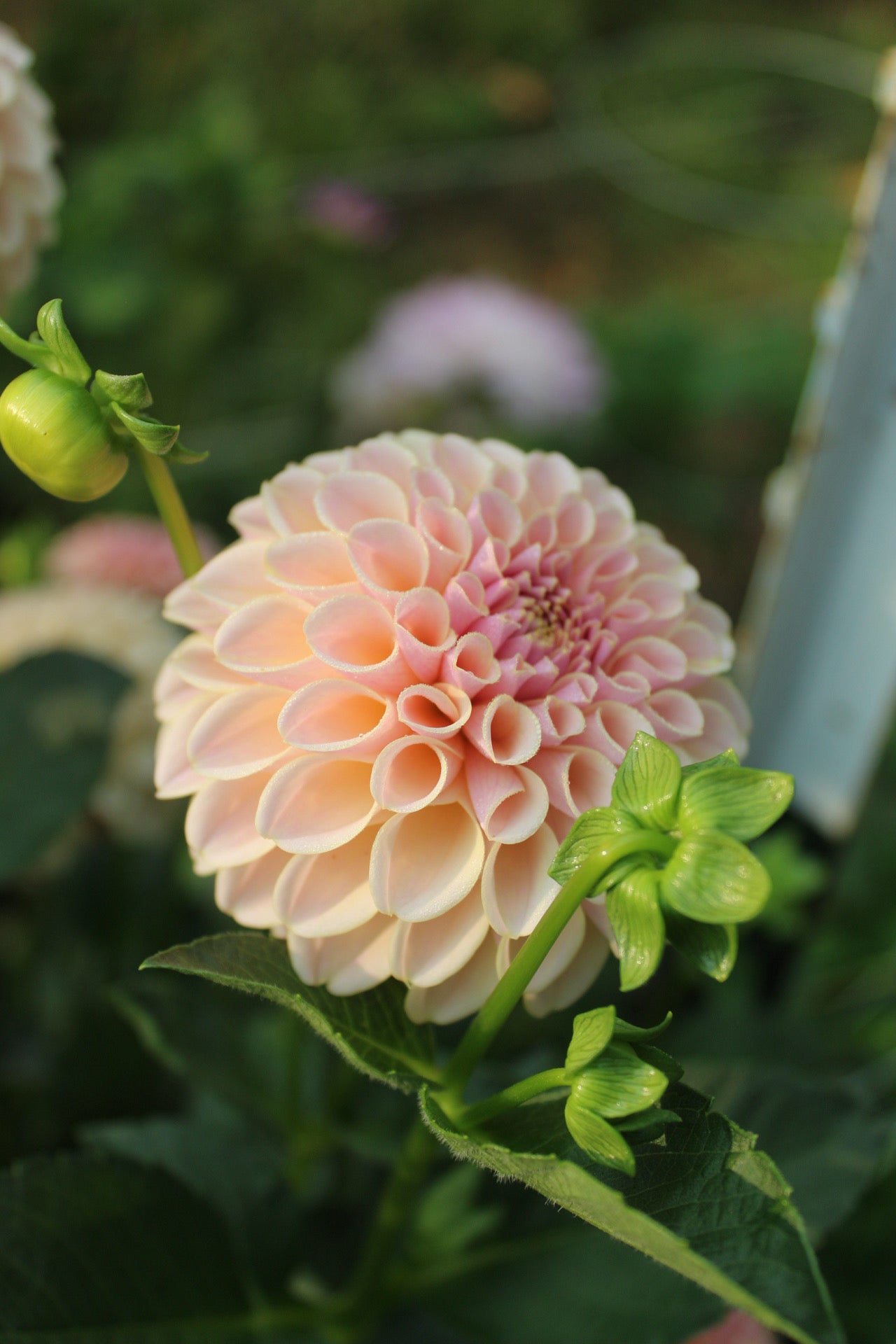 KA's® Cinder Rose Cutting