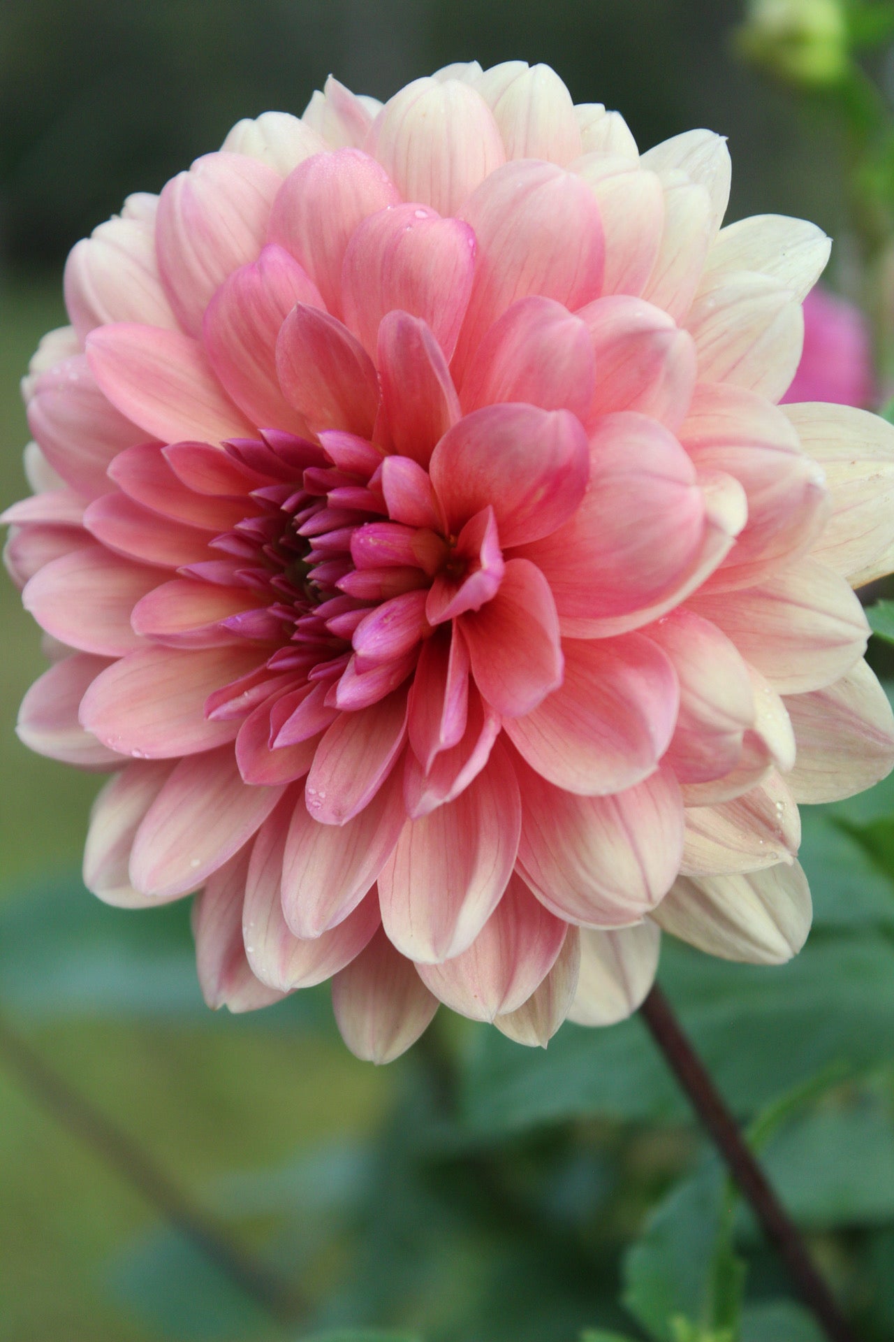 Chateau De La Bourdaisiere Cutting